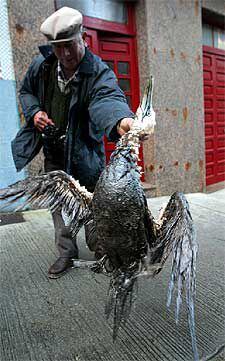 Un hombre muestra un ave manchada de chapapote en Malpica.