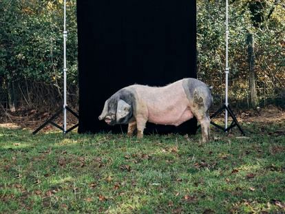 Ejemplar de cerdo pío negro o 'euskal txerri', en la granja de Arruitz (Navarra).
