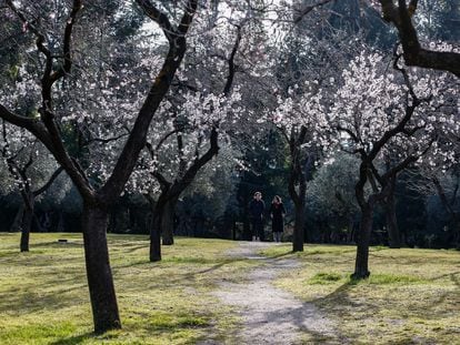 Almendros en flor en el parque de la Quinta de los Molinos, el pasado día 10.