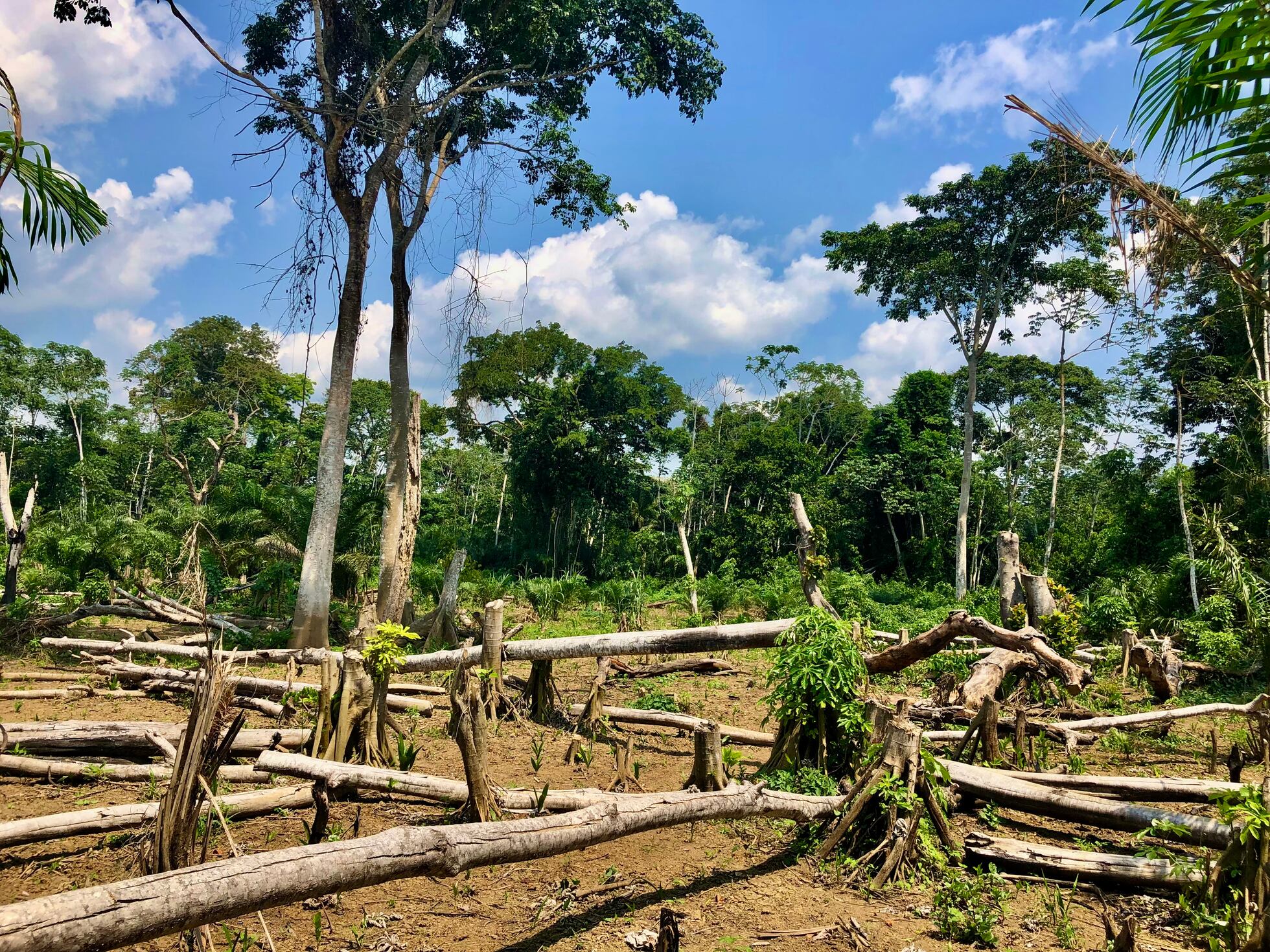 Selva del Congo La tala se cierne sobre una de las primeras Reservas de ...