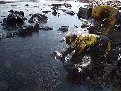 Alumnos de la Academia Naval de Marín recogían ayer petróleo en la playa de Canesol, en la isla de Ons.