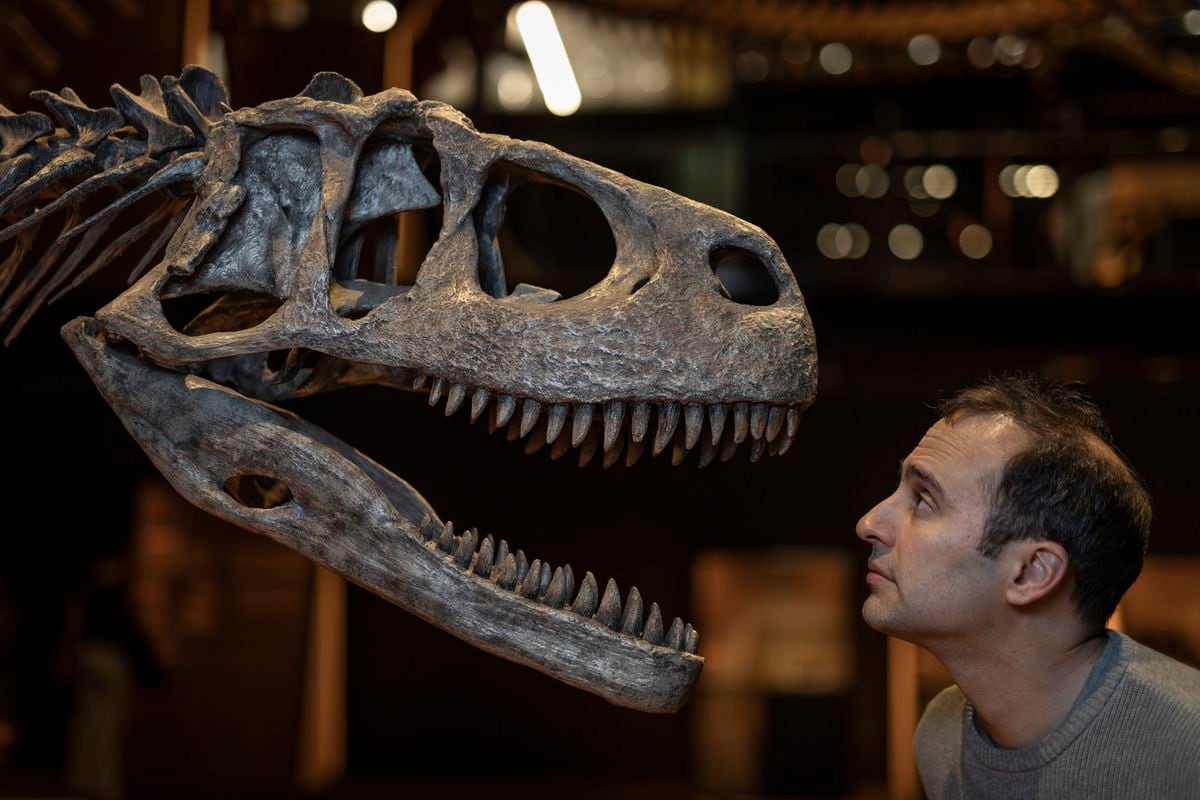 Steve Brusatte, paleontólogo: “Lo más terrible del tiranosaurio no eran sus fauces sino su inteligencia” | Ciencia