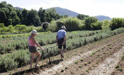 Los jubilados Iría y Jurandir de los Reyes, que siguen trabajando en el campo para complementar la renta familiar.