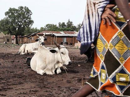 Aprovechar la inmunidad del ganado africano