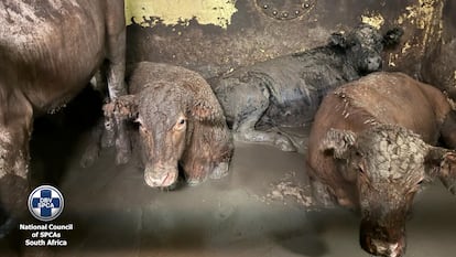 A ship from Brazil was found with 19,000 oxen in a deplorable state, full of feces and urine that infested Cape Town and reopened the debate on the export of live animals that last year generated almost half a billion dollars in Brazil.