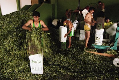 Campesinos cocaleros laboran en uno de los centro de Enaco en Ayacucho, Perú.