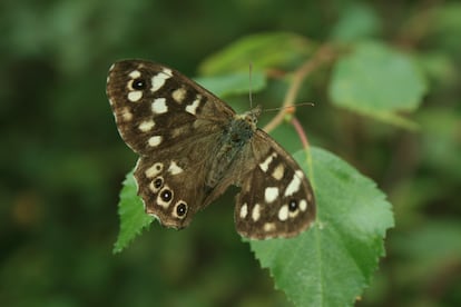 Mariposa de madera moteada