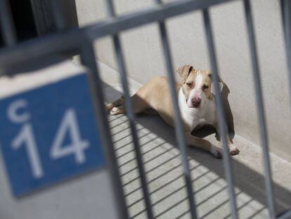 Un perro en el Centro de Protección Animal de Madrid en la Fortuna, Leganés.