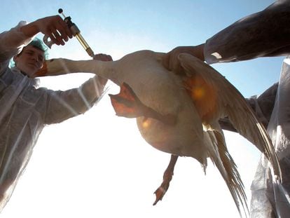 Un veterinario vacuna a un ganso contra la gripe aviar en la localidad de Kaikovo, a unos 20 kilómetros al sur de Minsk, Bielorrusia, antes de llegada de las aves migratorías.