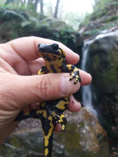 Una salamandra comuna trobada a la riera de Viladrau, al Montseny.