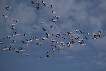 Una bandada de flamencos sobrevuela la laguna de Santa Olalla, en el Parque Nacional de Doñana.
