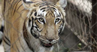 Un tigre camina en el zoo de Kolkata, en India