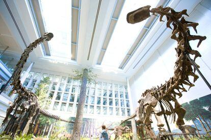 Un esqueleto de <i>Diplodocus carnegii</i>, a la izquierda, y uno de <i>Apatosaurus louisae</i>, expuestos en el Museo Carnegie de Historia Natural de Pittsburg (EEUU)