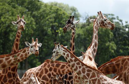 Un grupo de jirafas en un zoológico de Woburn, Britain.