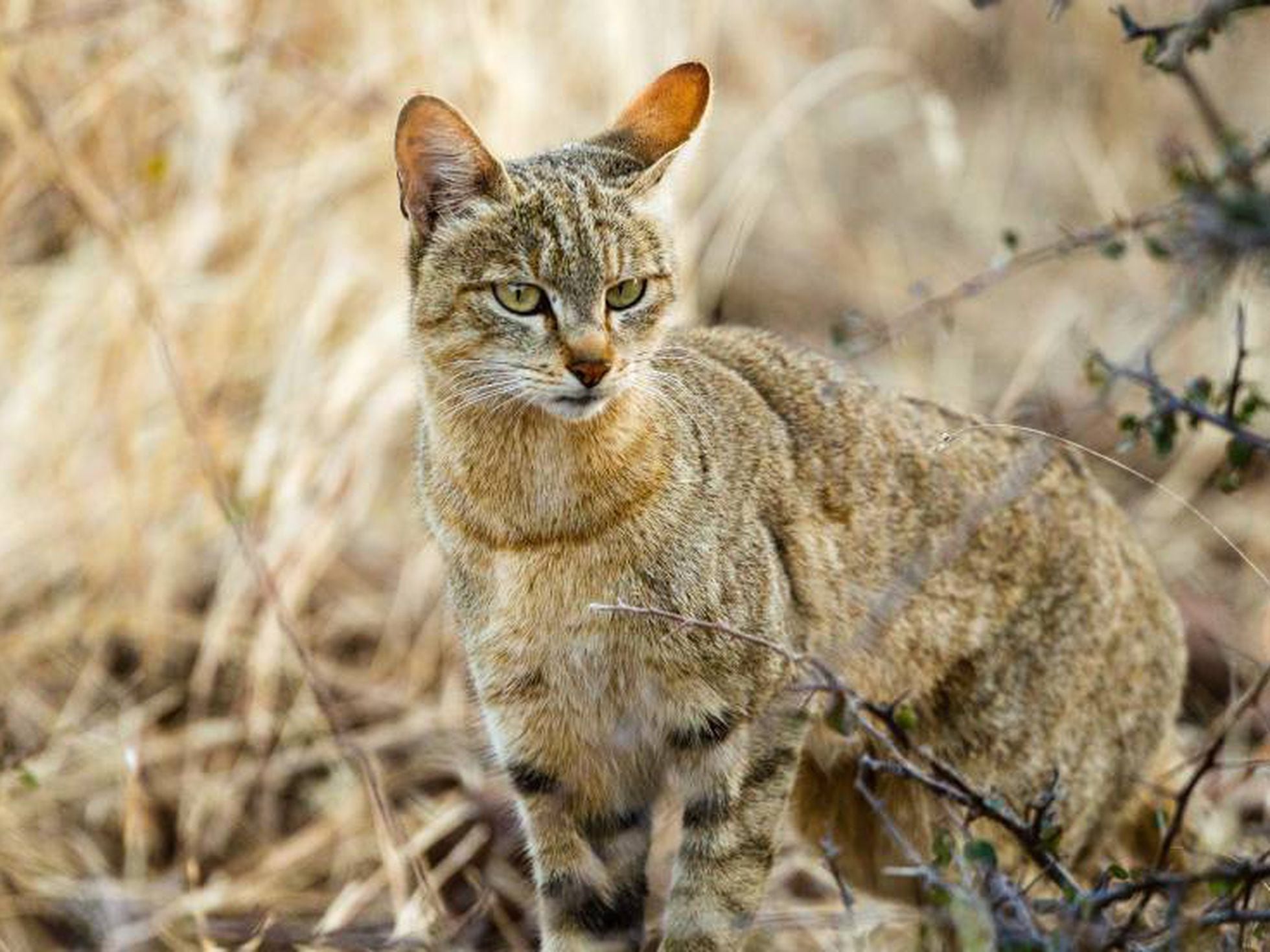 Gatos: Tu desciende del gato salvaje africano | Ciencia | EL PAÍS