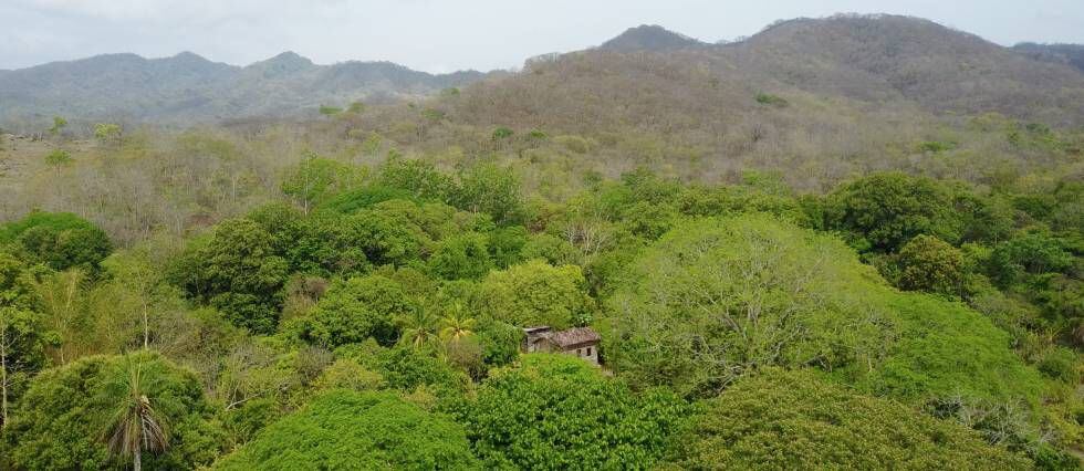 Imagen del bosque tropical seco, predominante en la península de Nicoya (Costa RIca)