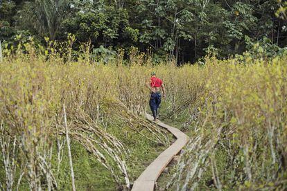 En torno al campamento se pueden ver plantaciones de hoja de coca. Los guerrilleros aseguran que no son suyas, sino de campesinos a quienes protegen. 