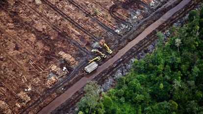 La deforestación provocada por la expansión del cultivo de aceite de palma industrial no solo conlleva la destrucción de la flora y fauna, sino también la eclosión de nuevos virus y microbios. 
