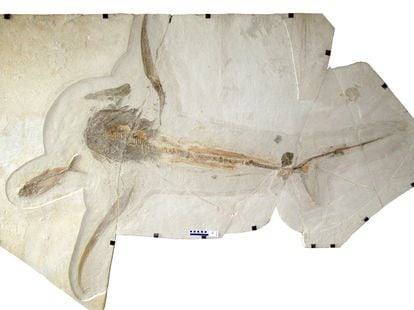El fósil del ‘Aquilolamna milarcae’ hallado en Vallecillo, México.