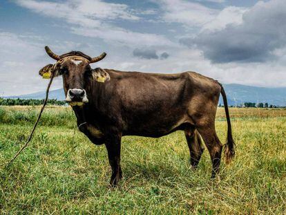 La vaca Penka, cerca de la villa de Kopilovtsi, en Bulgaria.