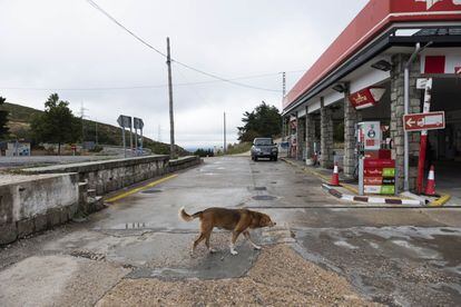 Un perro pasa junto a la gasolinera de Somosierra, uno de los pueblos sin coronavirus de Madrid, que está prácticamente desértico.
