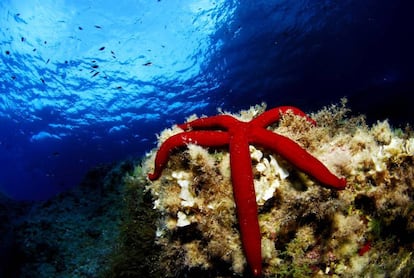 Estrella de mar púrpura en el parque nacional de La Cabrera.
