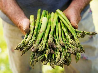 Asparagus in hands of a farmer