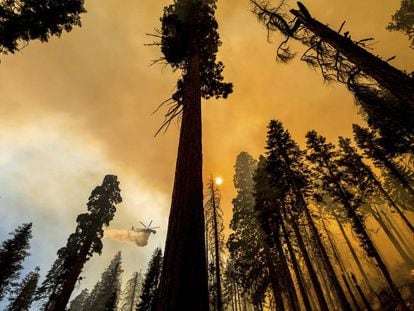 El fuego que abrasa las milenarias secuoyas de California, en imágenes