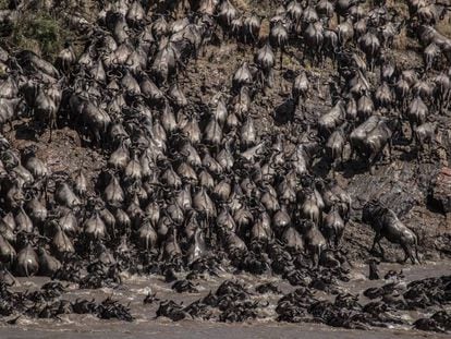 Miles de ñus cruzan el río Mara, en el suroeste de Kenia, tras recorrer cientos de kilómetros desde las norteñas llanuras del Parque de Serengeti, en Tanzania. Este año por primera vez, el número de turistas presenciando la Gran Migración se ha visto muy mermado debido al impacto de la pandemia global de la covid-19.