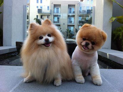 Boo con su mejor amiga, que también es de raza pomerania, pero no ha tenido la suerte de que le hagan un buen corte de pelo.