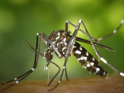 Un mosquito tigre pica a una persona. 