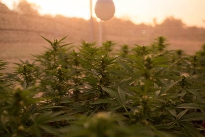 El cambio de criterio de la ONU sobre la marihuana alienta a los países  productores tradicionales, Planeta Futuro