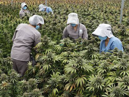 Trabajadoras cuidan plantas de cannabis en el vivero de la empresa Clever Leaves, el 1 de julio de 2021 en Pesca, departamento de Boyacá (Colombia).
