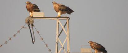Tres ejemplares de águila imperial en un poste eléctrico. CSIC