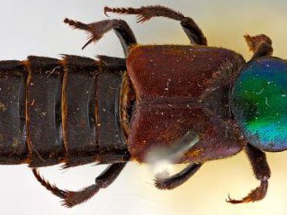 Escarabajo Darwinilus sedarisi.