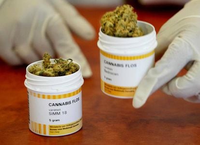 Cannabis medicinal en una farmacia de Rotterdam, en Países Bajos, país pionero en la legalización de la sustancia.