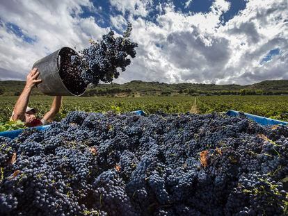 Historias de vinos. 'Locos por la fruta' Cosecha de uva tempranillo (Rioja) - ©Abel Valdenebro