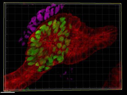 Creados minirriñones humanos a partir de células madre