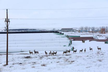 Tubos apilados en Dakota del Norte para la construcci&oacute;n de un oleoducto