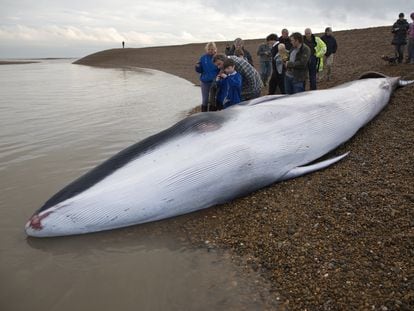 Un ejemplar joven de ballena de aleta, varada en Suffolk (Inglaterra).