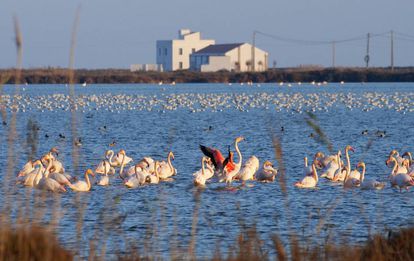 Flamencos en la laguna de La Tancada, en el delta del Ebro.
