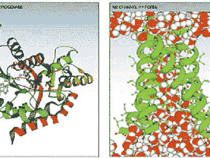 Simulación de la estructura de una enzima, que muestra el mecanismo catalítico, que acelera una reacción específica. A la derecha, simulación de un canal iónico en el virus A de la gripe que juega un papel esencial en la infección.