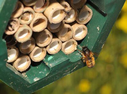 La &#039;Osmia bicornis&#039; es una abeja solitaria que, en los campos de colza tratada con pesticida, cuida menos las celdas y tiene menos cr&iacute;as.