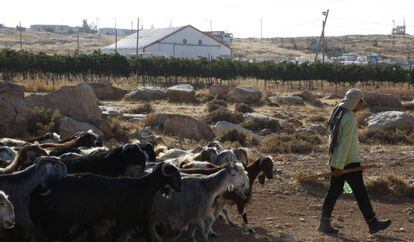 Un pastor palestino con su rebaño ante el asentamiento israelí de Ibei Hanahal, al sur de Belén (Cisjordania).