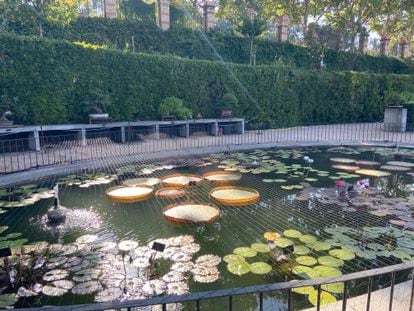 The Bonsai Terrace pond at sunset, in a photo from August 2022. In the center, the imposing leaves of Victoria cruziana.