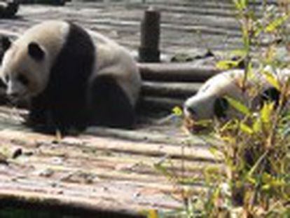 China muestra al mundo su mejor cara: 13 bebés de oso panda