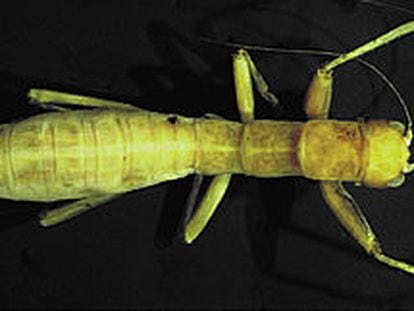 Ejemplar de <b><i>Mantophasma zephyra</i></b>, especie del nuevo orden de insectos de hasta 2,5 centímetros de longitud.