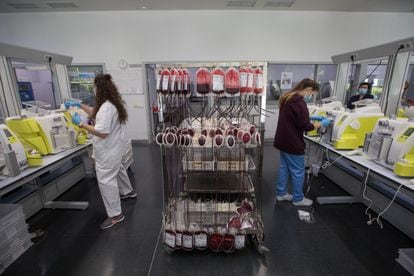 Una persona ordena las bolsas con glóbulos rojos, una vez separados de los otros dos componentes de la sangre (plasma y plaquetas) en el Centro de Transfusión de la Comunidad de Madrid.