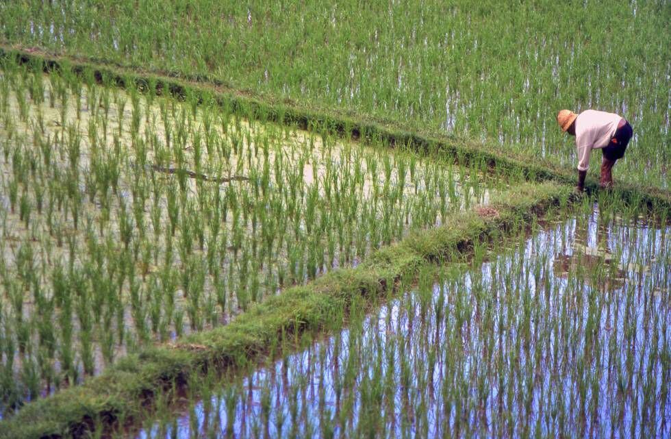 Cultivo de arroz en Indonesia. 