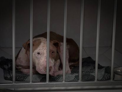 Uriel es uno de los más de cien perros rescatados el 27 de octubre del 2022, por el personal médico-veterinario de la Procuraduría Ambiental y del Ordenamiento Territorial (PAOT).